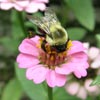 Carpenter bees in Houston