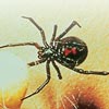 Black Widow Spider Houston