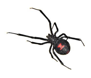 Black Widow Spider Houston - Protex Pest Control