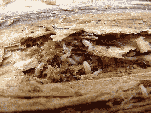 Termite Inspections can discover termite damage - Protex Pest Control