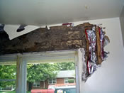 Termite Treatment Houston - Protex Pest Control