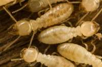 Termite Control Protex Pest Control Houston TX